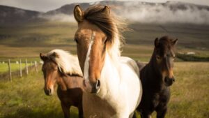 Optimize Performance: Proven Horse Training Techniques