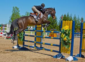 Gear Guide: Elevate Your Equestrian Experience! Discover essential horse equipment now!