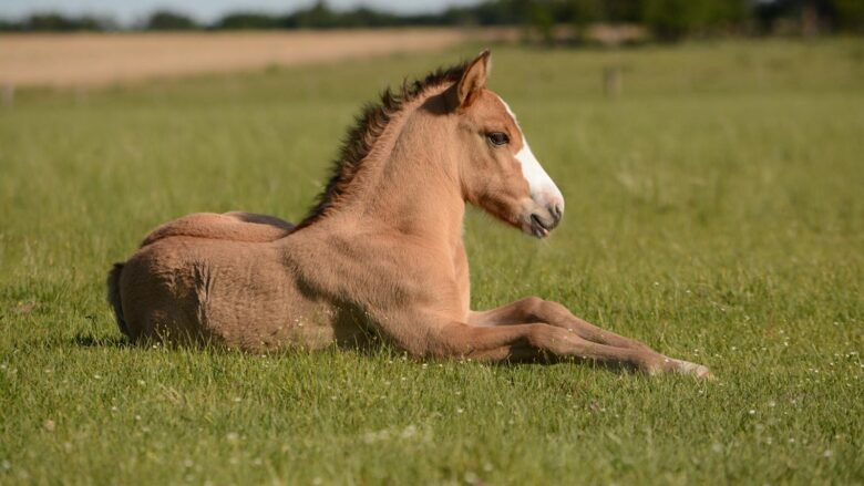 Empower Your Partnership: Tailored Horse Training Techniques